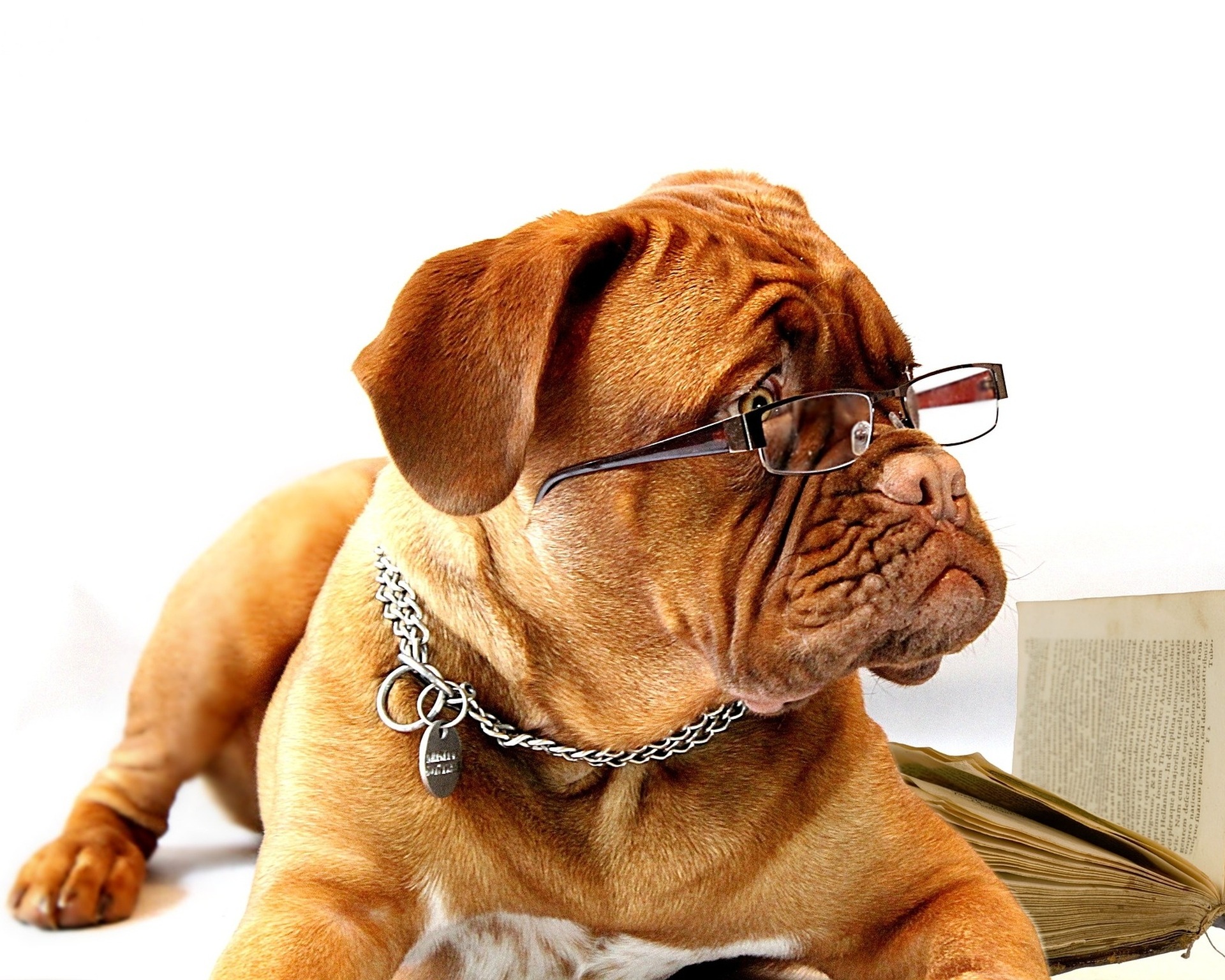 tierische Teilnahmebedingungen tierische Teilnahmebedingungen